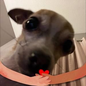 Meet your Posher, Frida